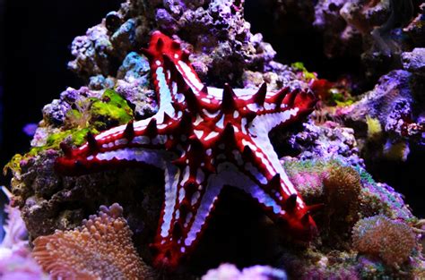 salt water fish that are similar to starfish